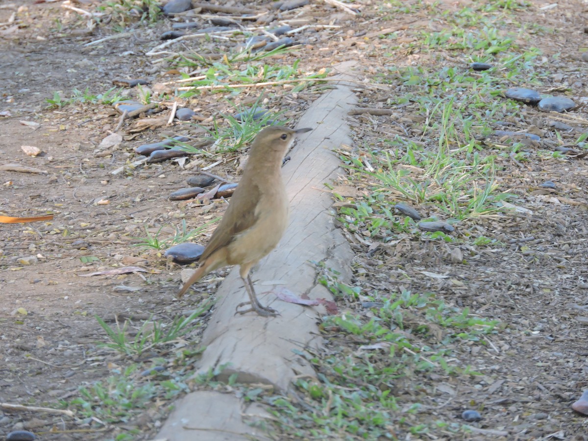 haciendaovnfugl - ML644580891