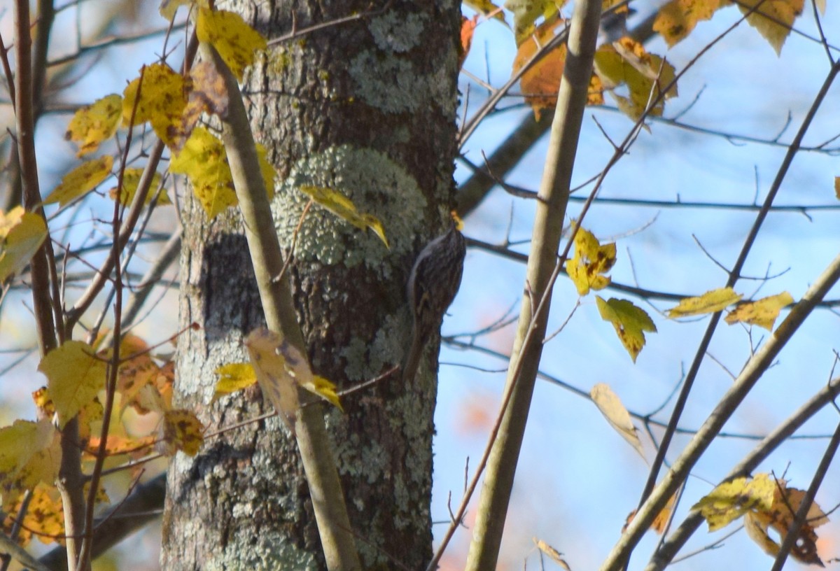 amerikatrekryper - ML644580894