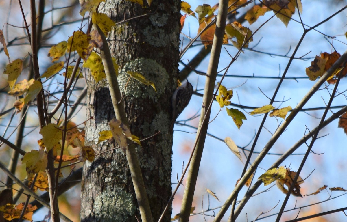 amerikatrekryper - ML644580895