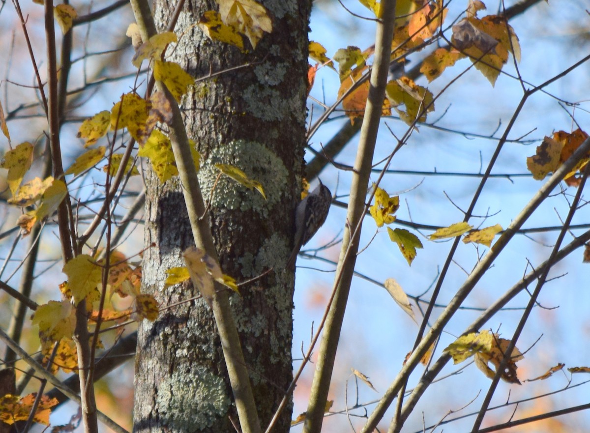 amerikatrekryper - ML644580896