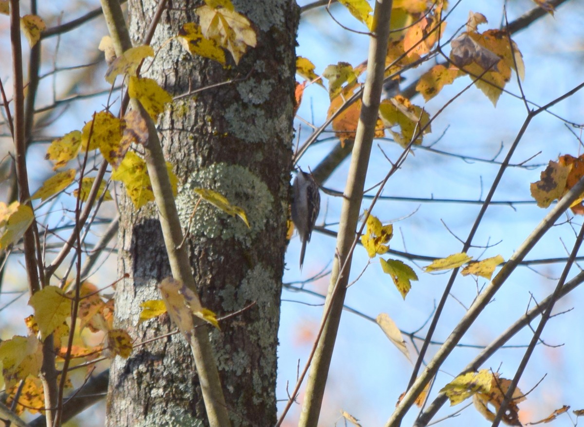 amerikatrekryper - ML644580898