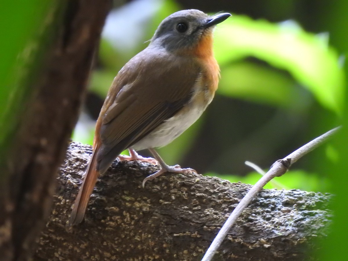 hvitbukfluesnapper - ML644580905