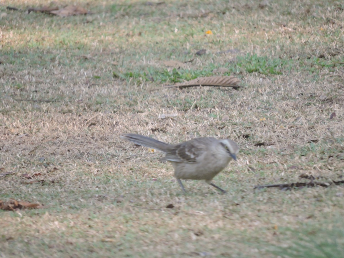 マミジロマネシツグミ - ML644580906