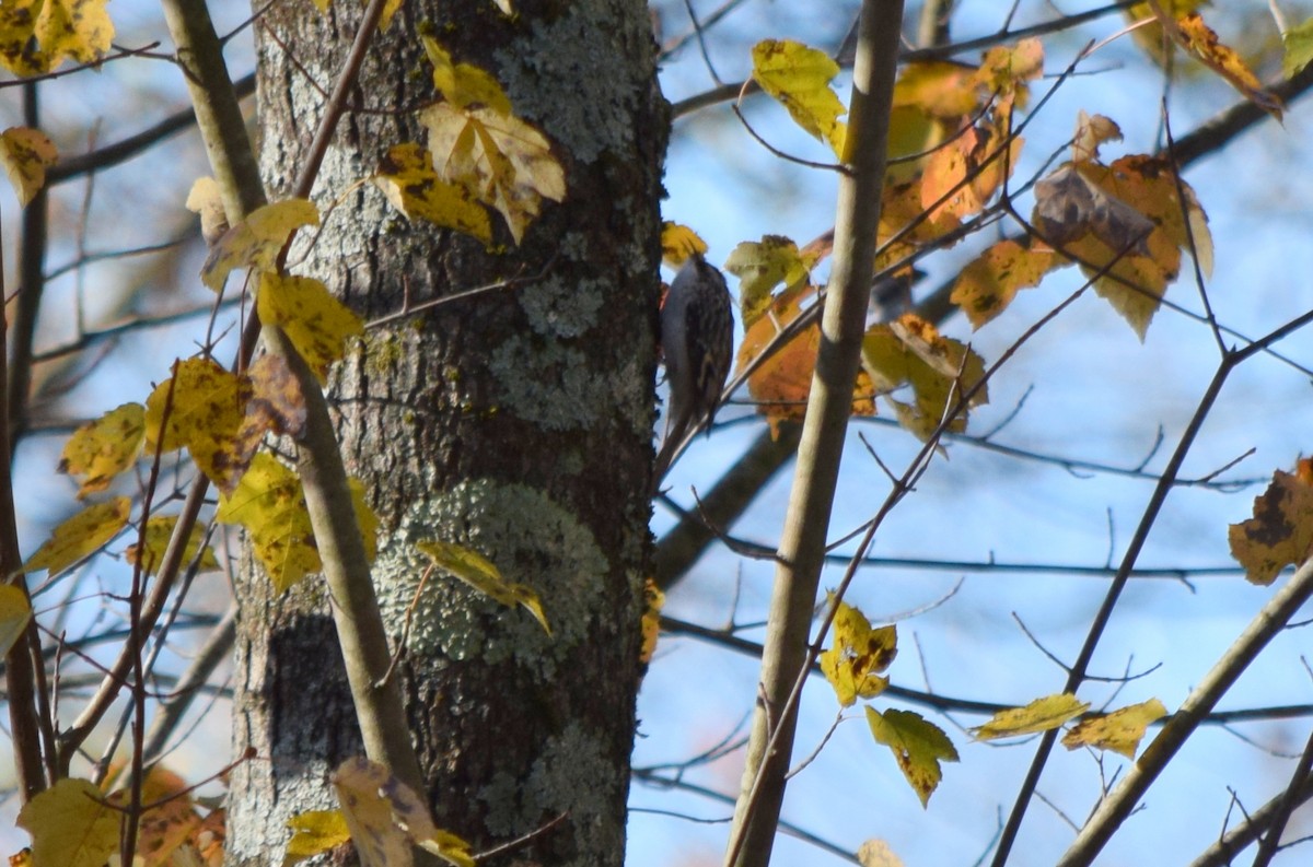 amerikatrekryper - ML644580909