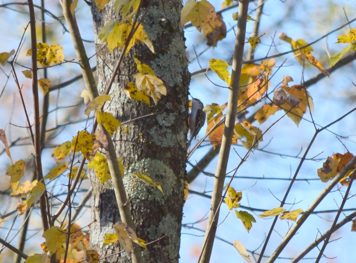 amerikatrekryper - ML644580910