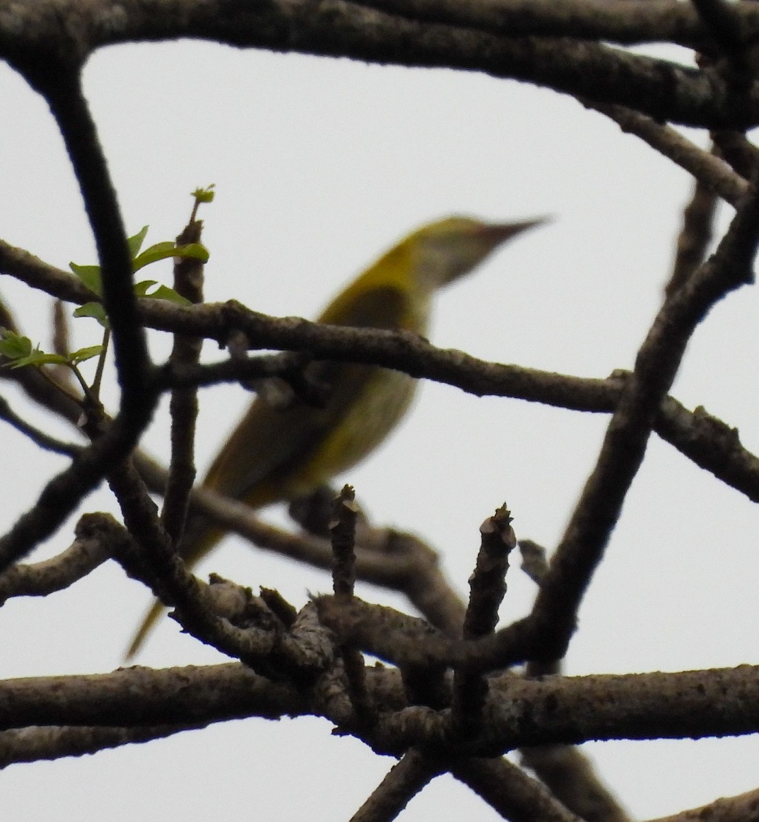 Indian Golden Oriole - ML644580911