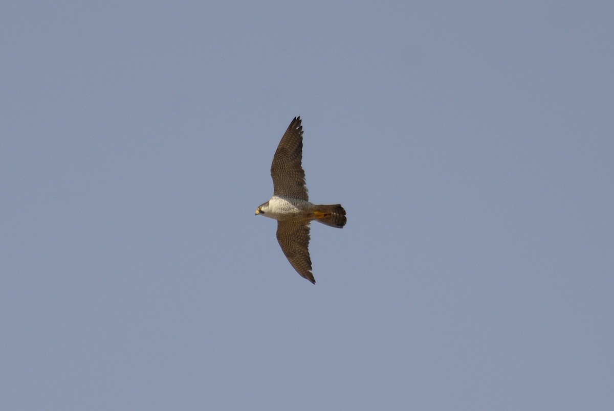 Peregrine Falcon - ML644580912