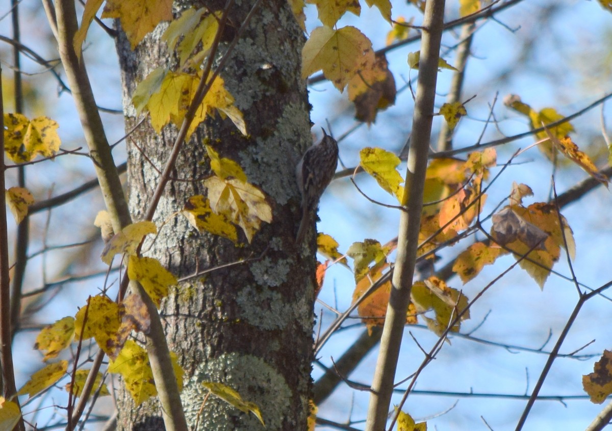 amerikatrekryper - ML644580913