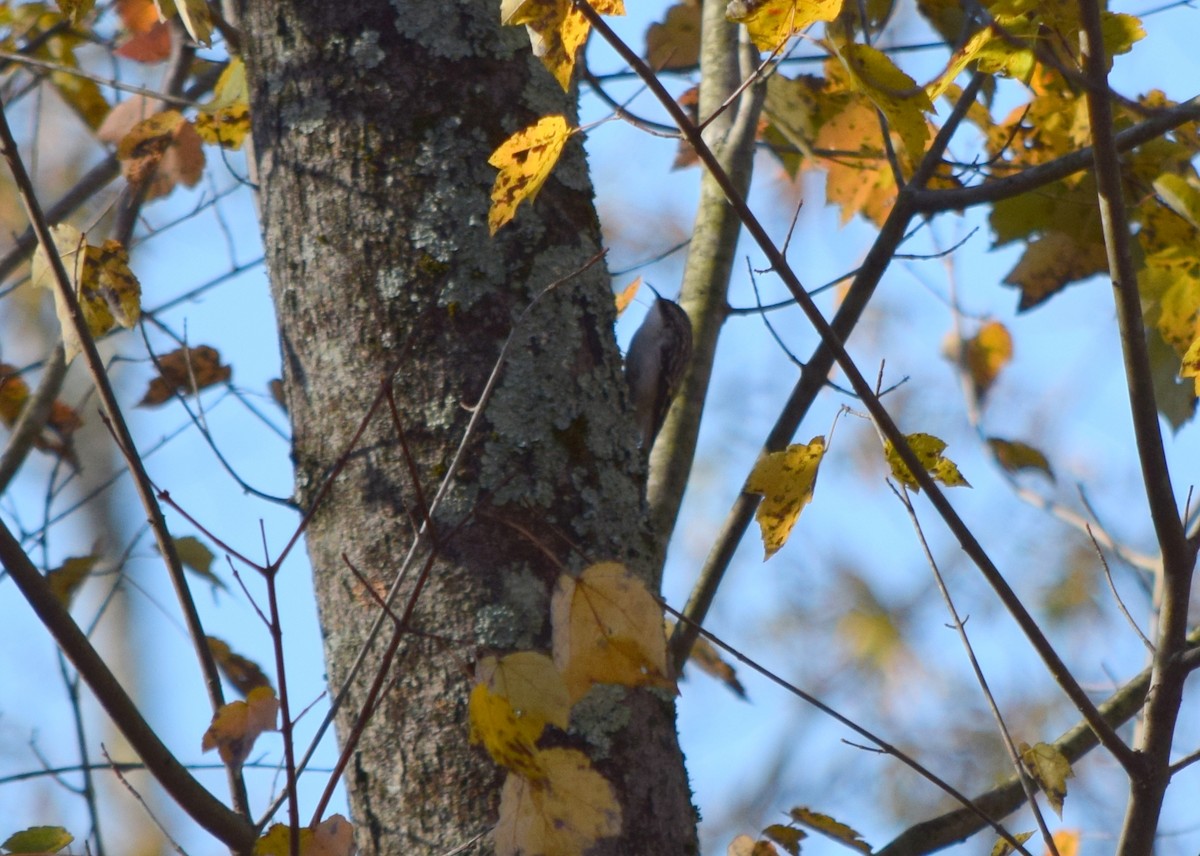 amerikatrekryper - ML644580914