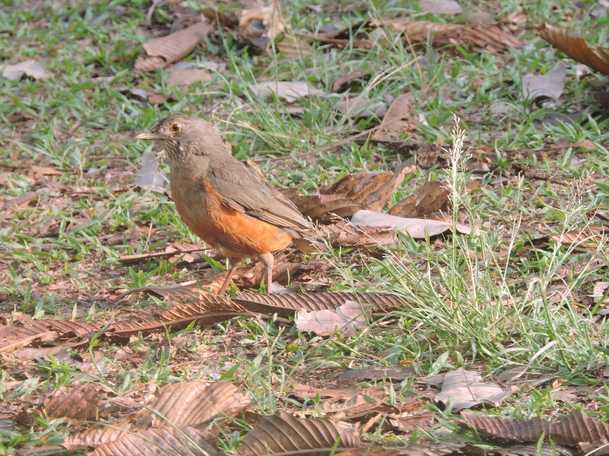 Kızıl Karınlı Ardıç - ML644580915