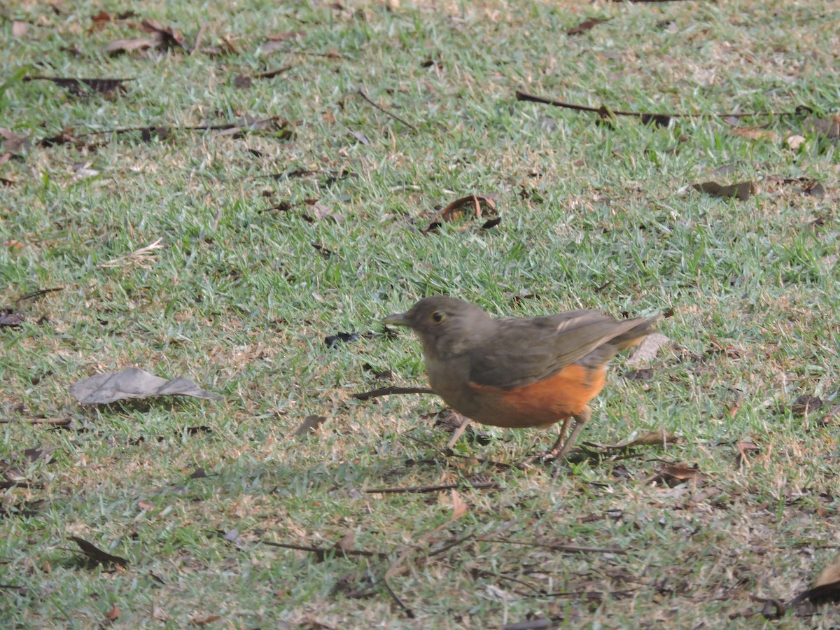 Kızıl Karınlı Ardıç - ML644580916