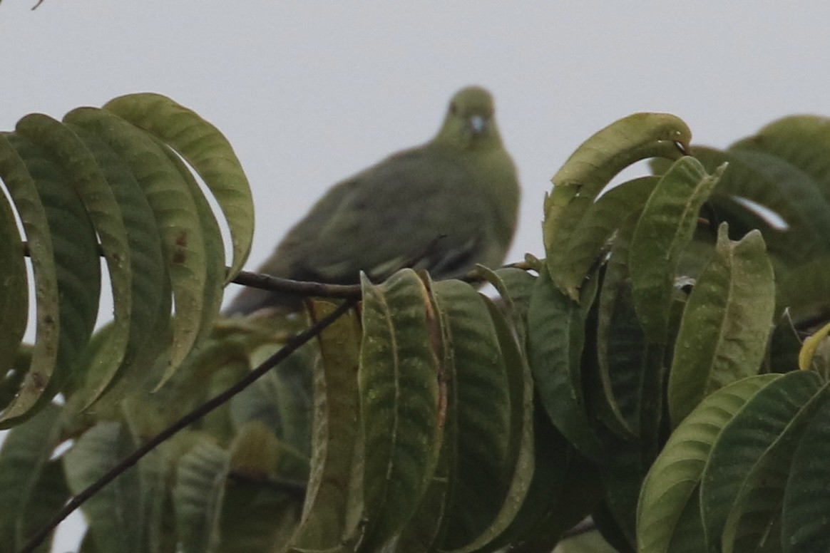 キタカササギサイチョウ - ML644580919