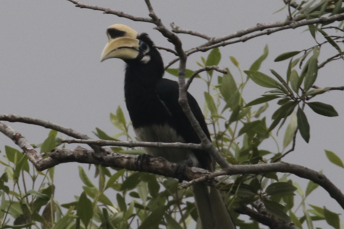 キタカササギサイチョウ - ML644580922