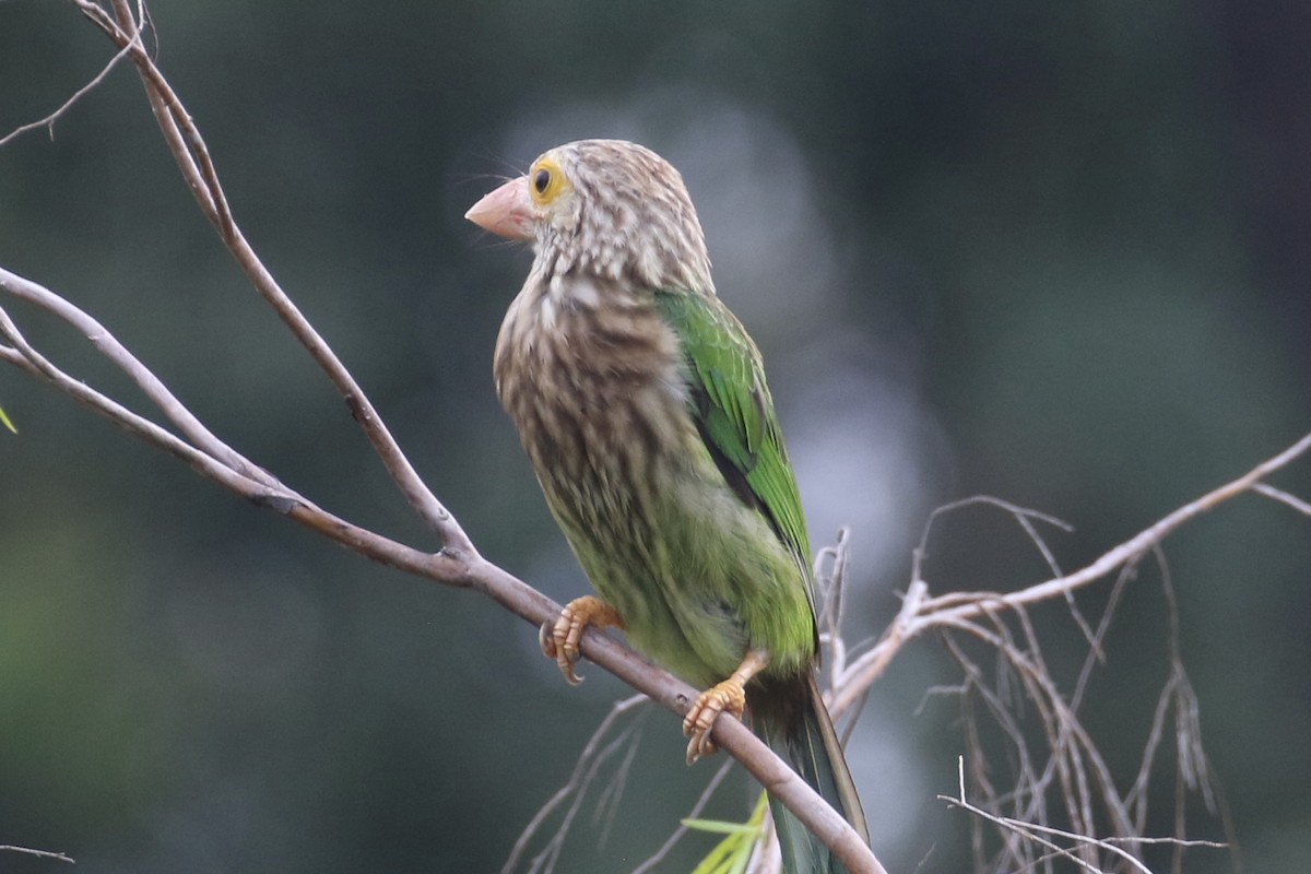 キタカササギサイチョウ - ML644580923