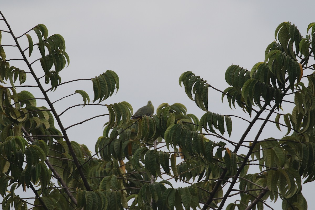 キタカササギサイチョウ - ML644580924