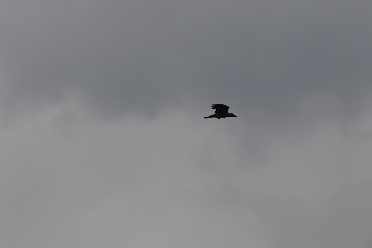 キタカササギサイチョウ - ML644580925