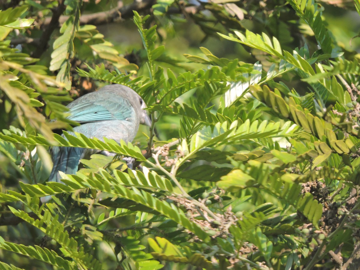 Sayaca Tanager - ML644580926