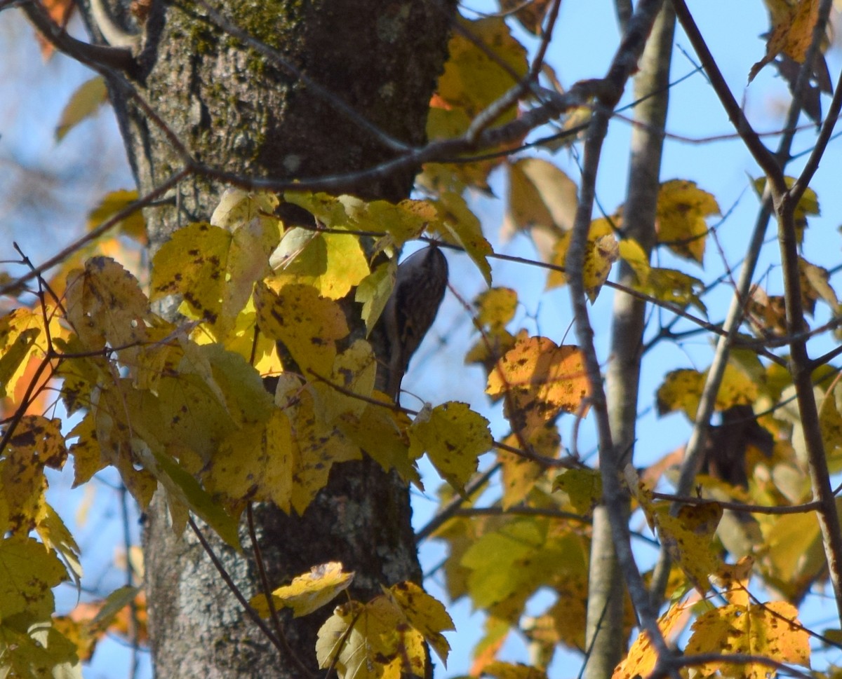 amerikatrekryper - ML644580929