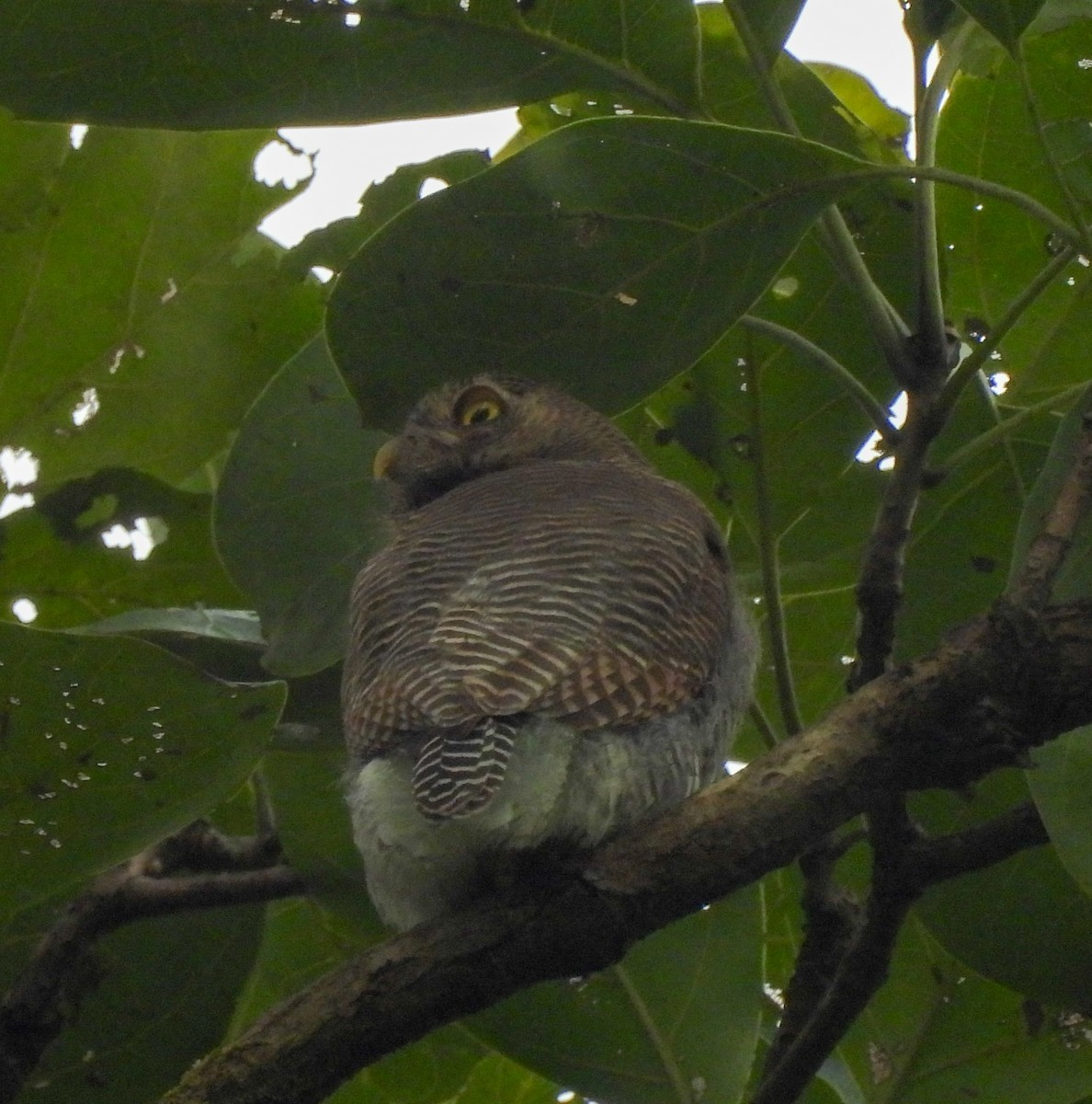 indiaugle - ML644580931