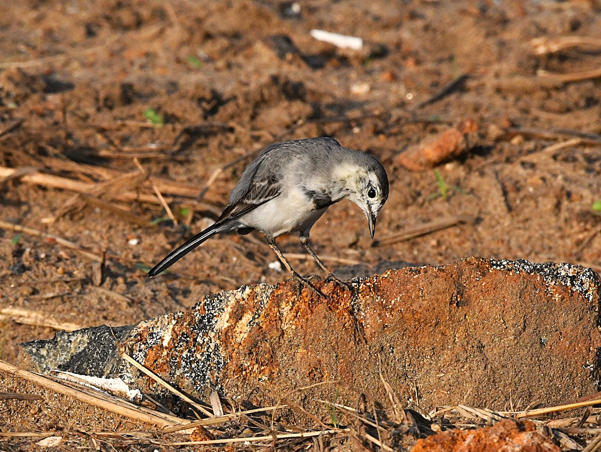 Bergeronnette grise - ML644580944