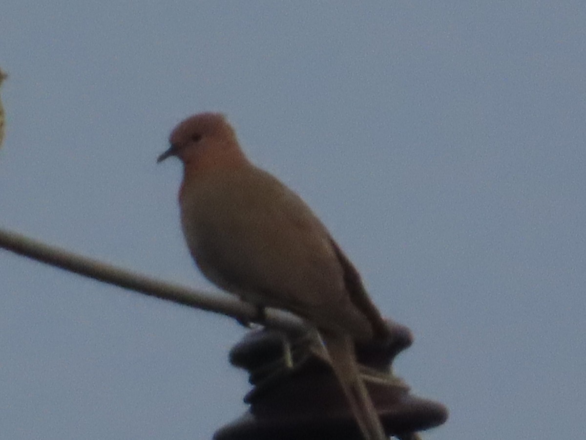 Laughing Dove - ML644580958