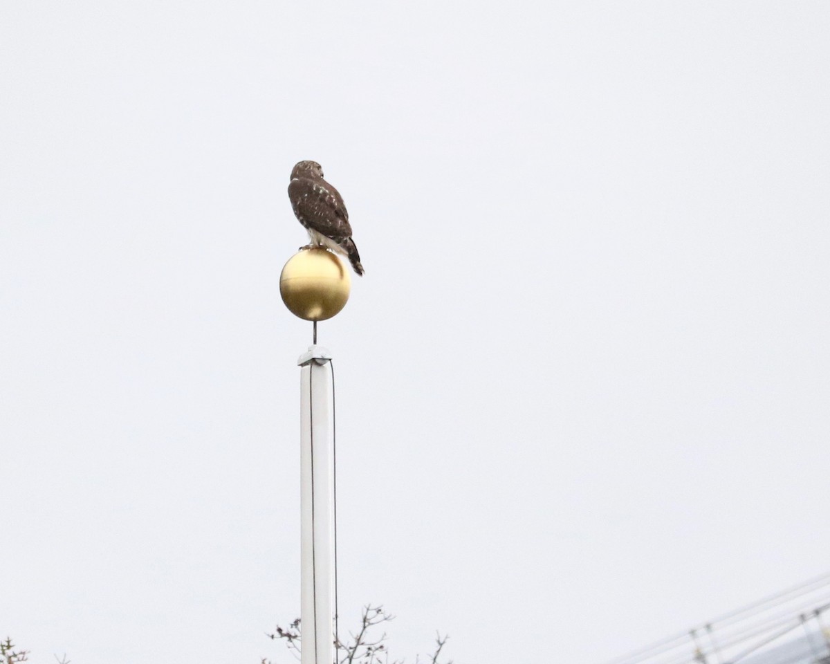 Busardo Colirrojo - ML644580959