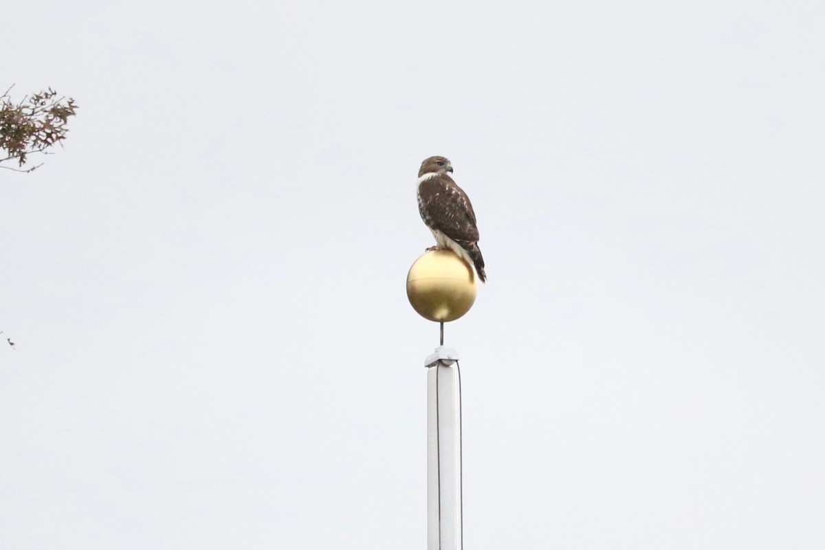 Busardo Colirrojo - ML644580971