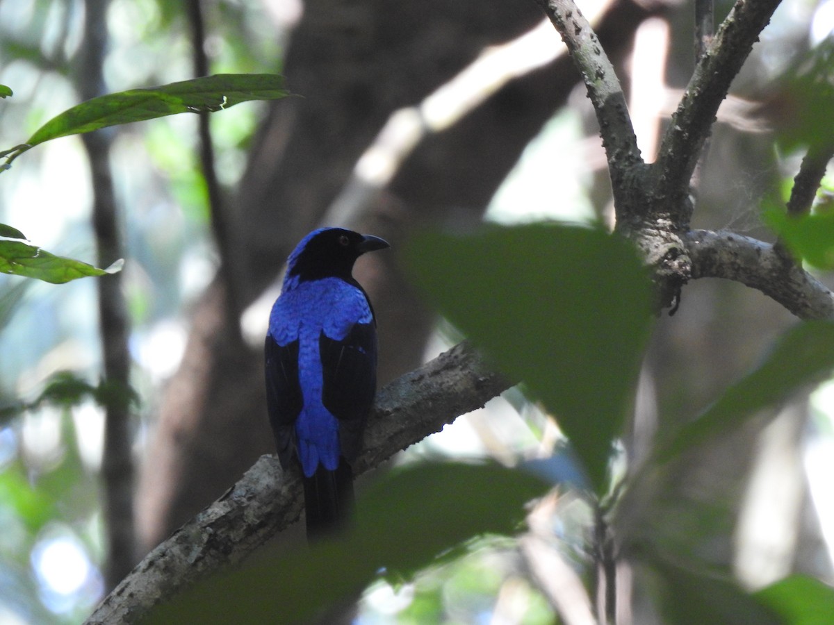 Asian Fairy-bluebird - ML644580978