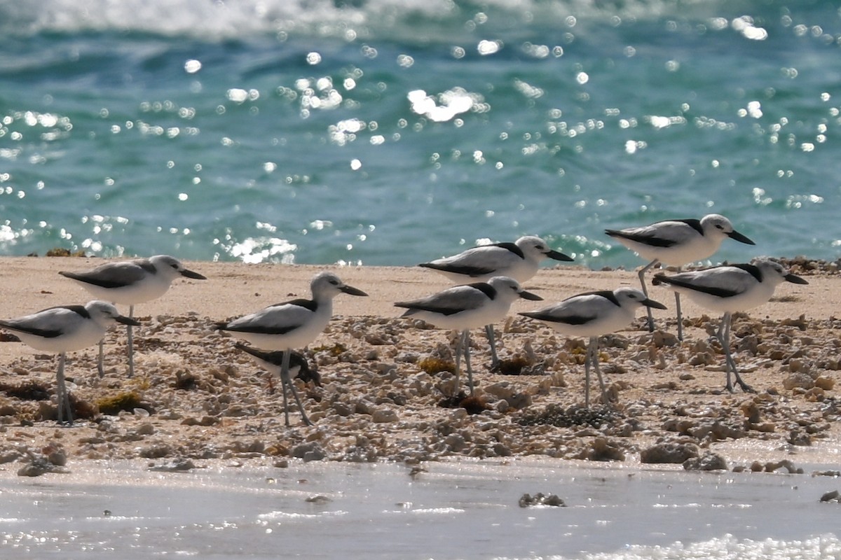 krabbeeter - ML644580981