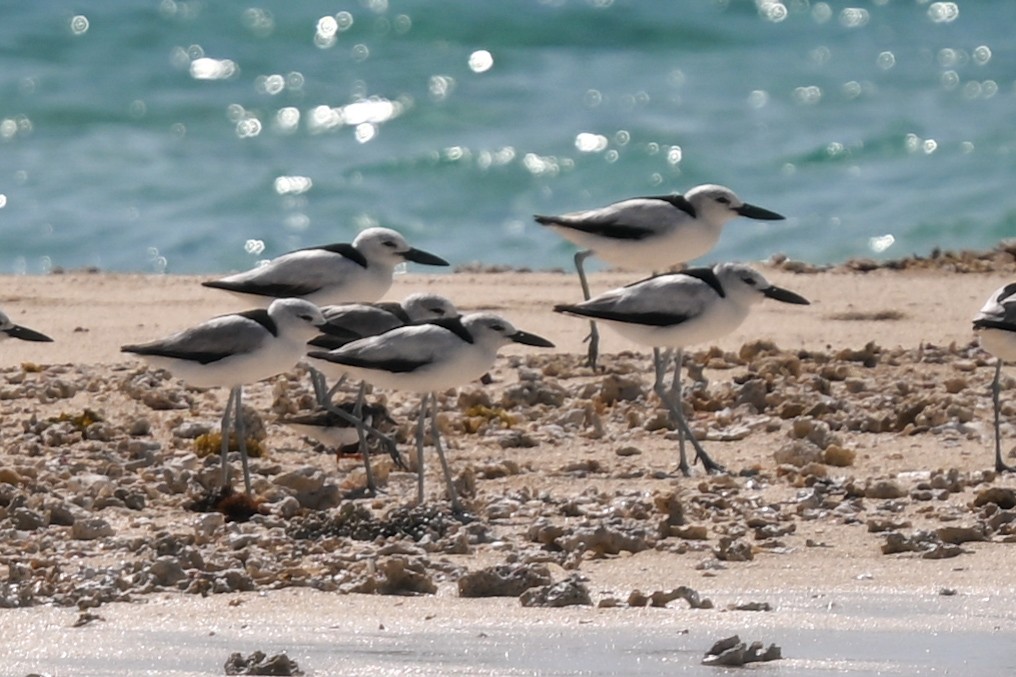 krabbeeter - ML644580982