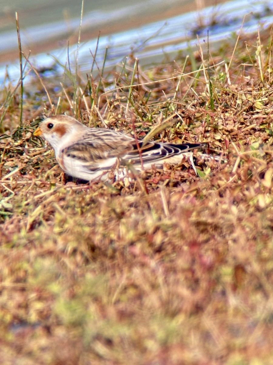 雪鵐 - ML644580983