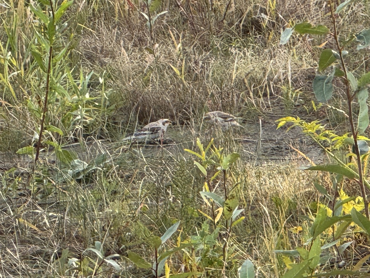 雪鵐 - ML644580984