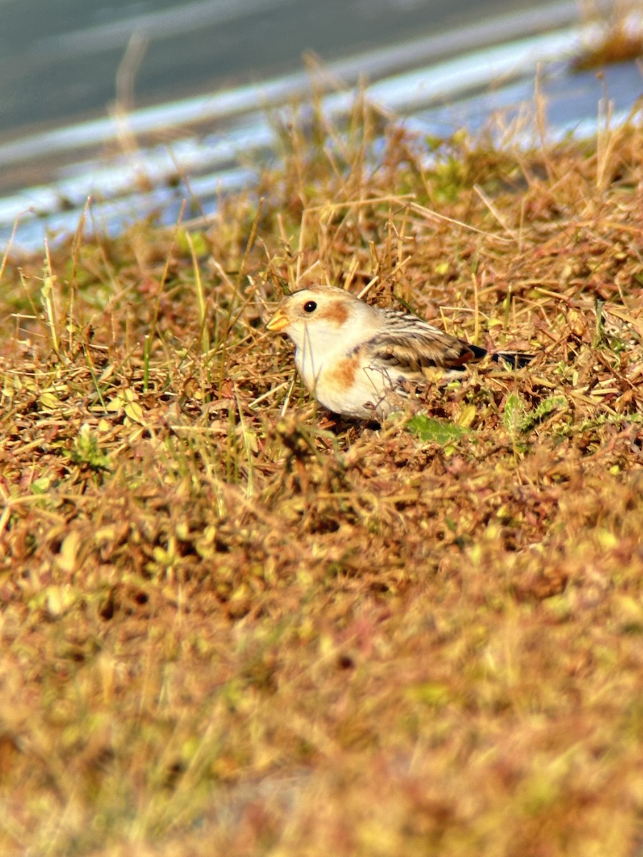 雪鵐 - ML644580985