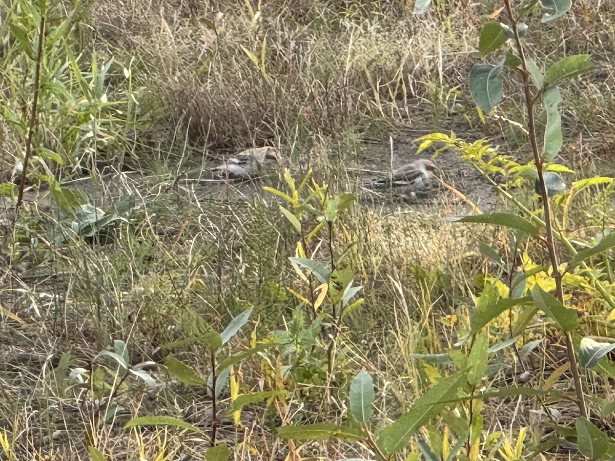 雪鵐 - ML644580986