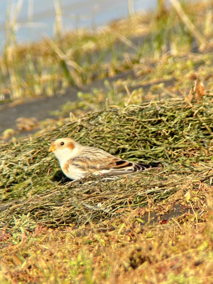 雪鵐 - ML644580987