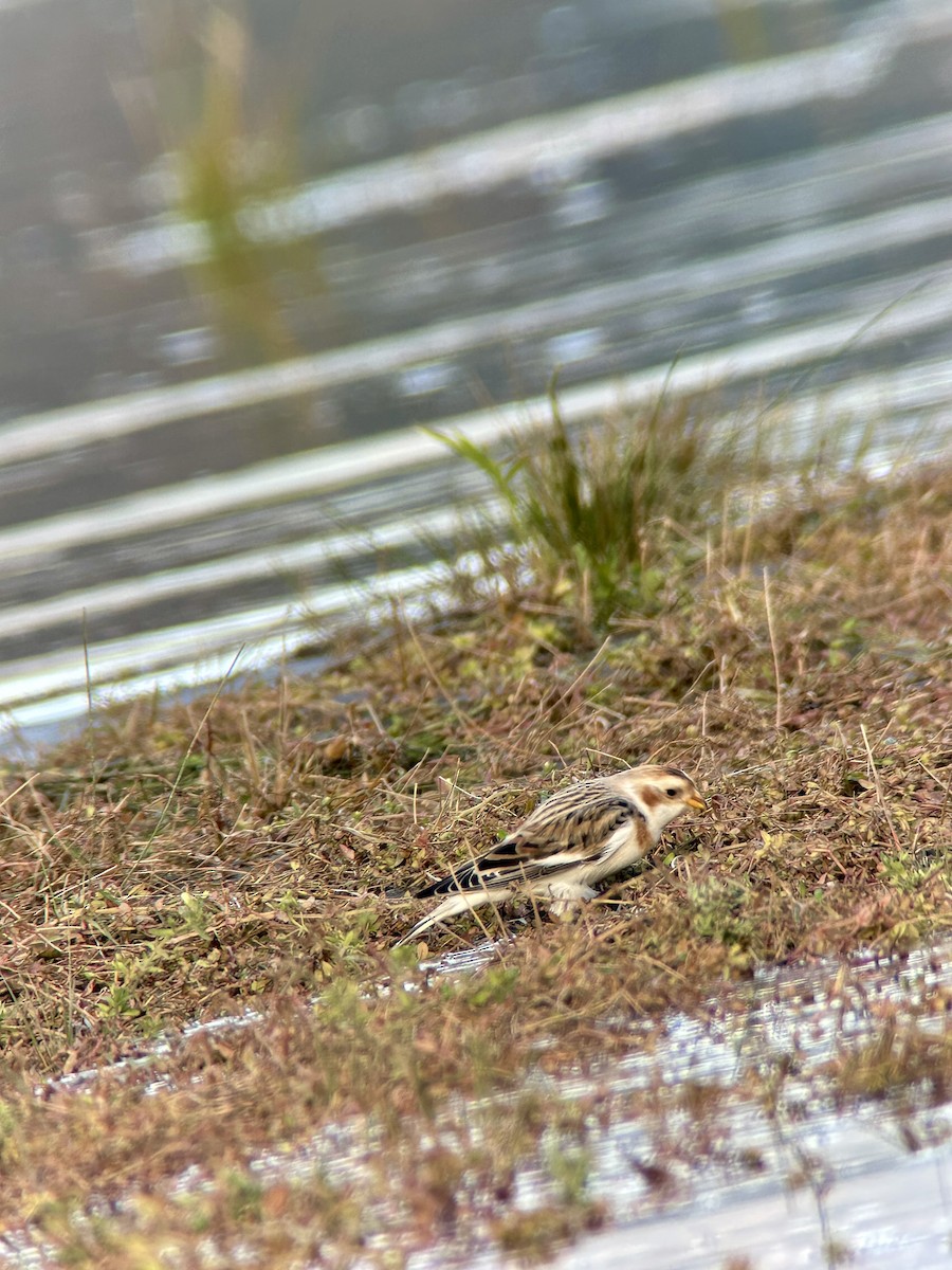 雪鵐 - ML644580988