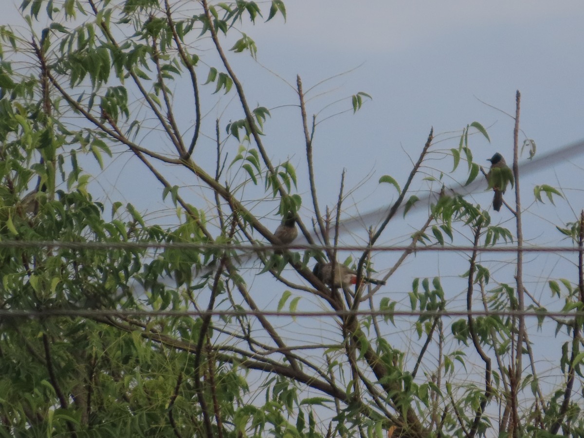 Red-vented Bulbul - ML644580996
