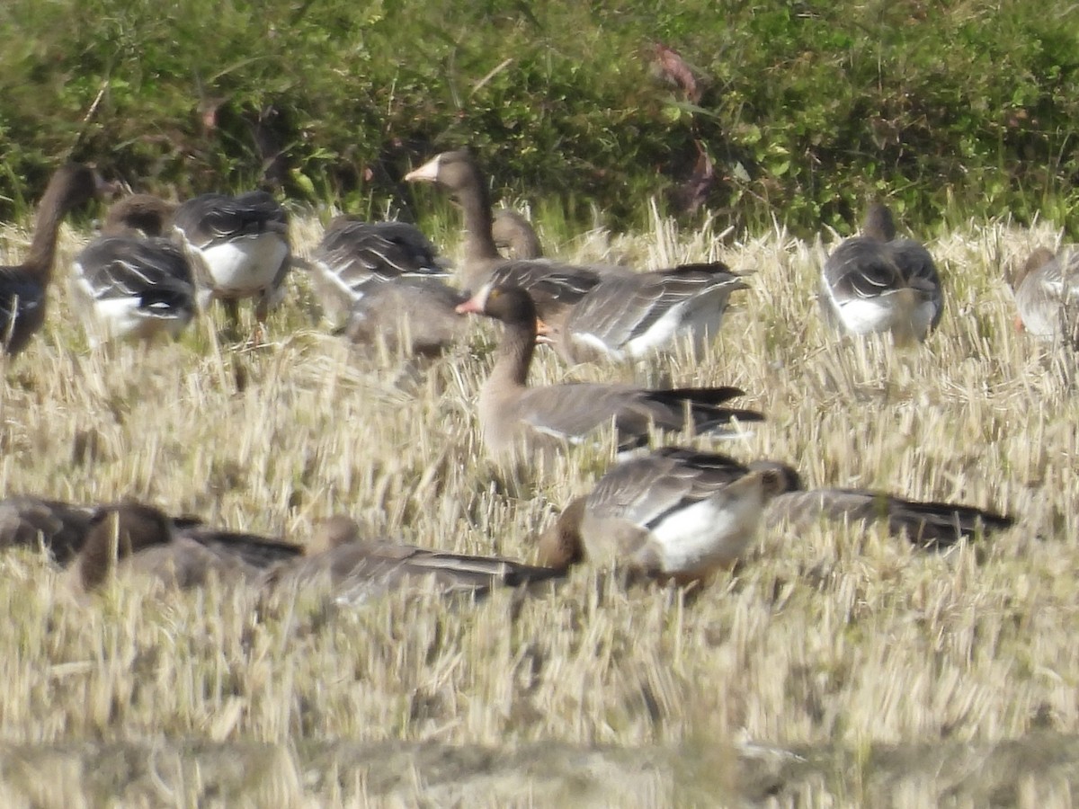 Гуска мала - ML644580998