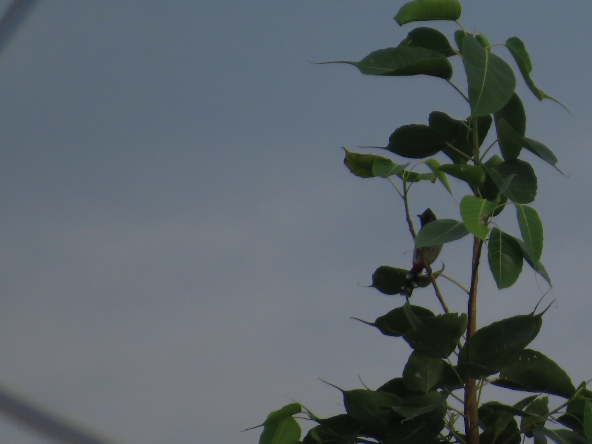 Red-vented Bulbul - ML644581000