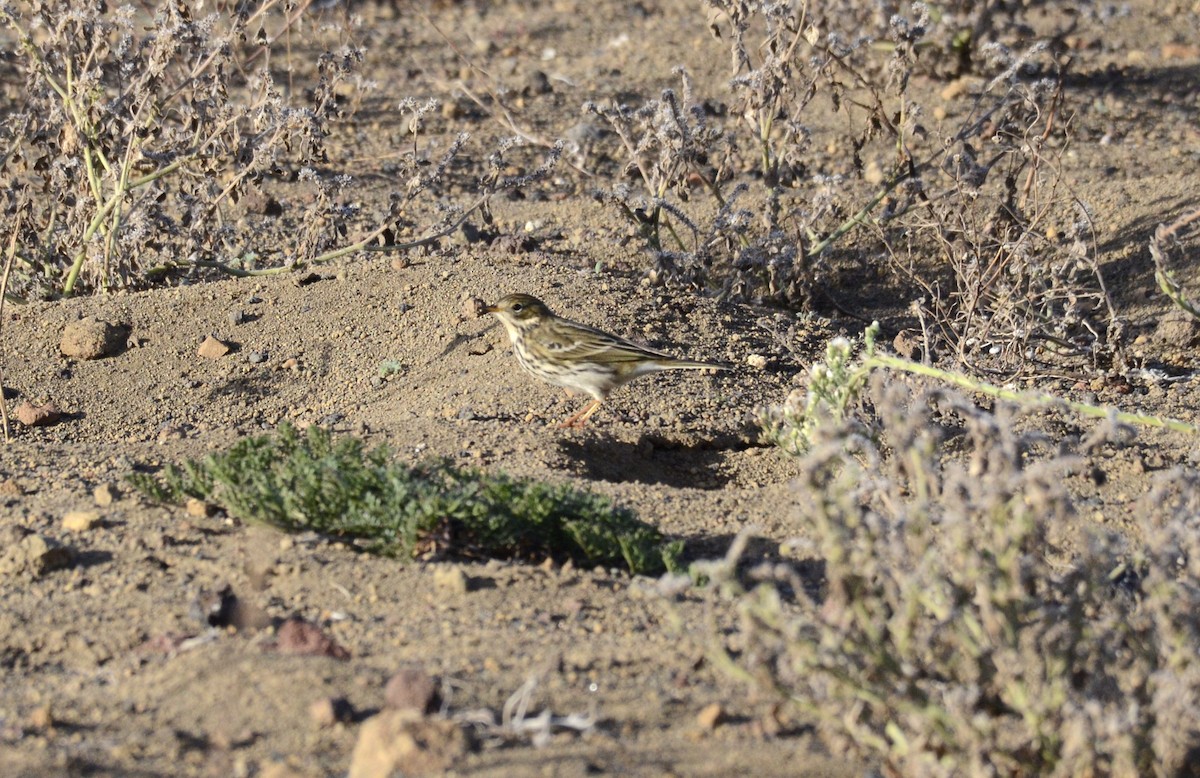 Bisbita Pratense - ML644581003