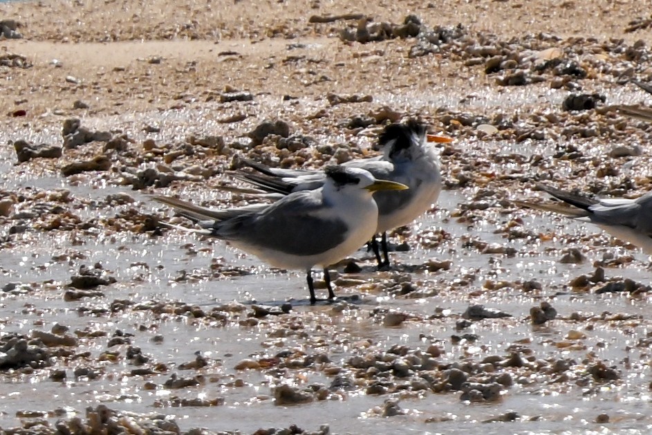 Great Crested Tern - ML644581005