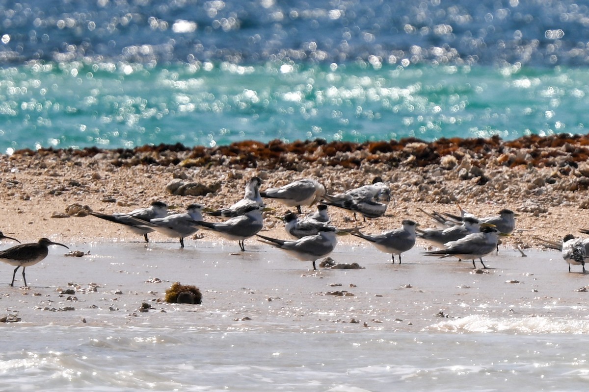 Great Crested Tern - ML644581008