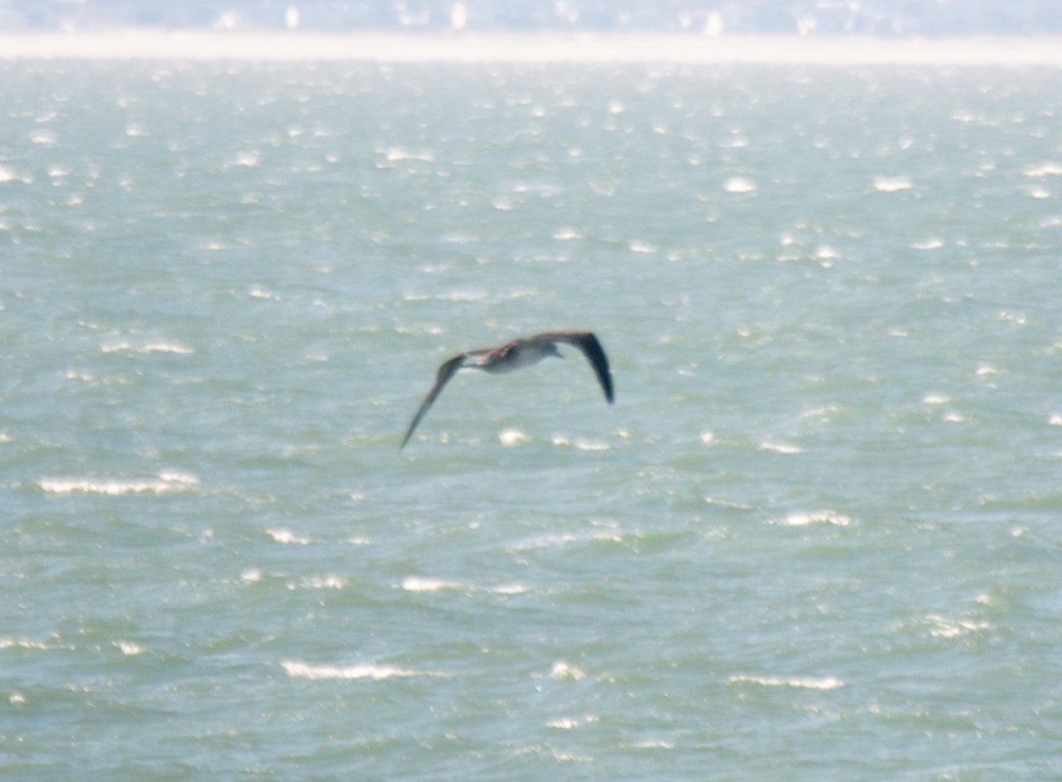 havsule - ML644581009