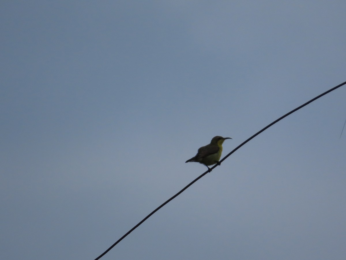 purpurgumpsolfugl - ML644581014