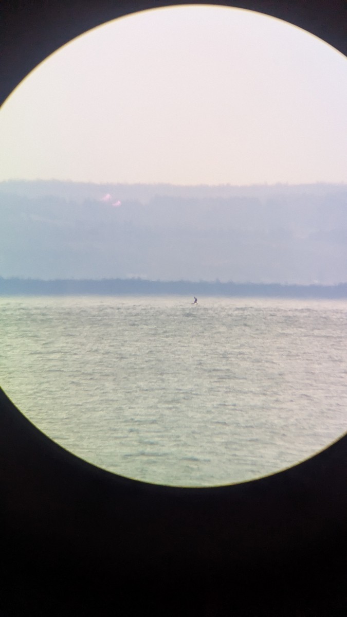 短尾賊鷗 - ML644581015