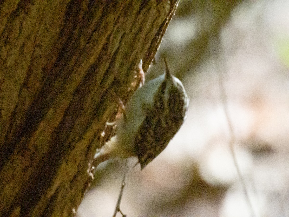 amerikatrekryper - ML644581022