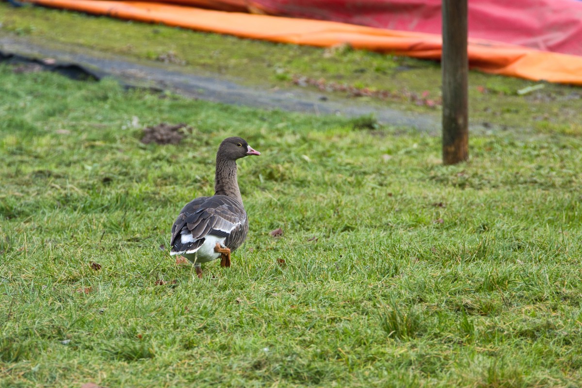 Гуска мала - ML644581023