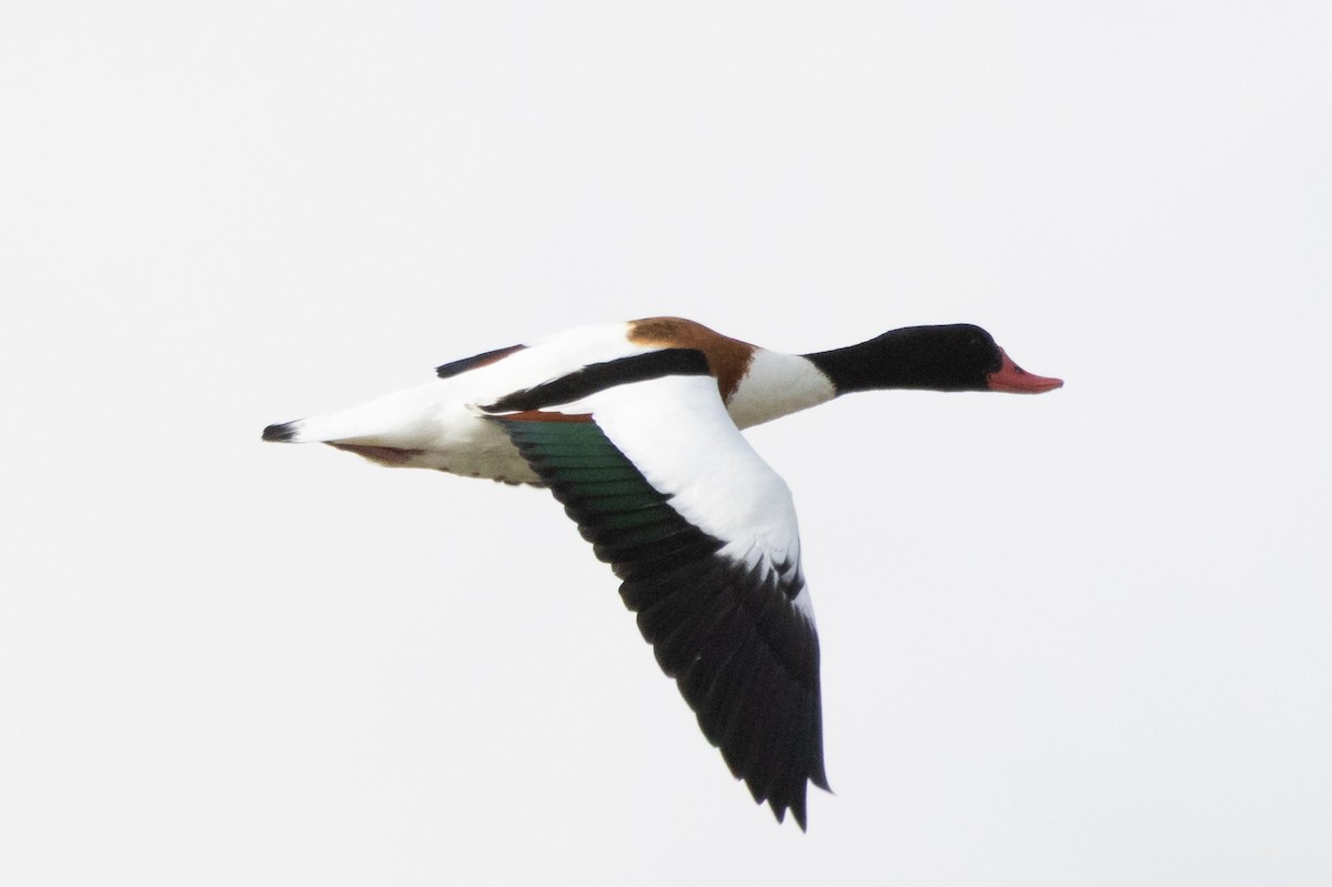 gravand - ML644581025