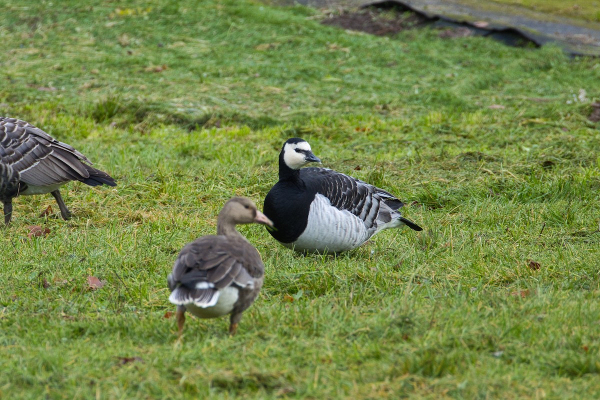 Ak Yanaklı Kaz - ML644581026