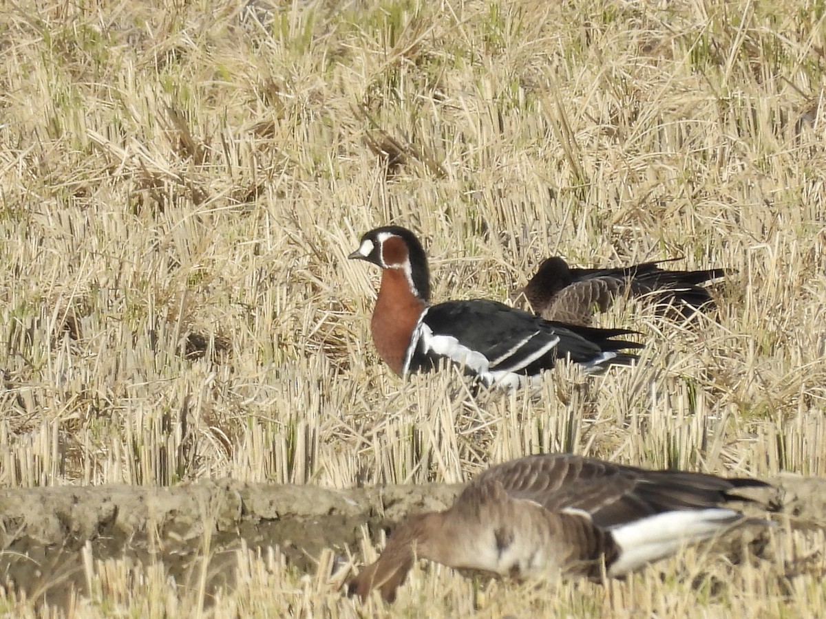 Red-breasted Goose - ML644581027